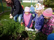 Sklízíme úrodu na školní zahrádce